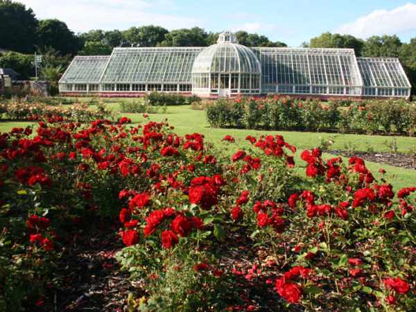 Romancing the Rose. Growing & Caring for Roses