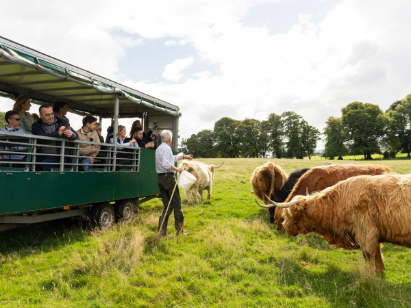 Private Highland Cow Tractor / Trailer Tour (min 10 guests)