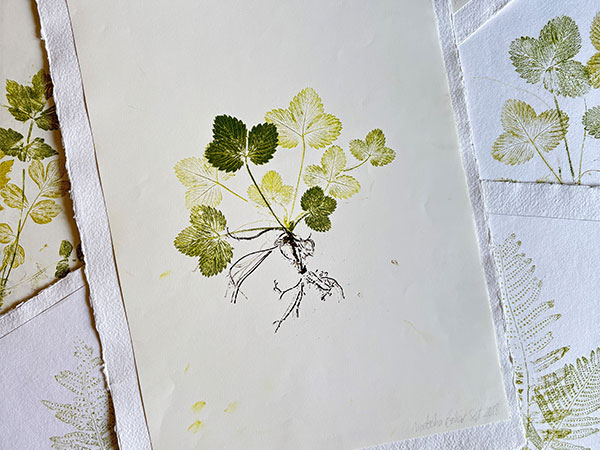 Nature Printmaking with The Nature Printer