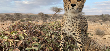 Cheetah Conservation Fund