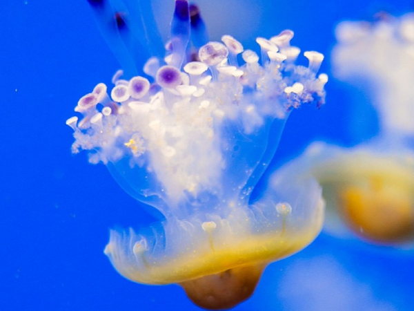 Universal Credit Tickets