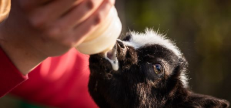 Goat feeding experience