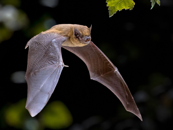 Adult Bat Walk - Furzton Lake - Friday 18 September