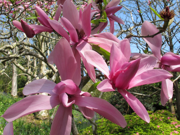 Magnolia Lecture Friday 6th March 2026