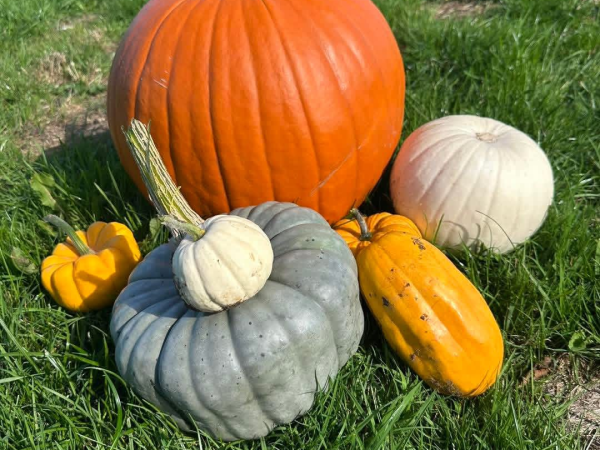 Pick a Pumpkin and Play