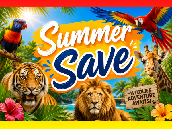 Summer Save