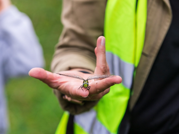 Workshop: Bug Hunting for Adults