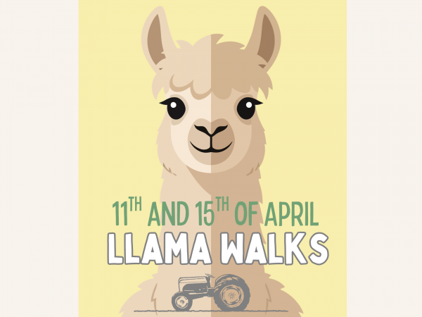 Llama Walks