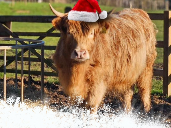 Christmas Highland Cow Experience