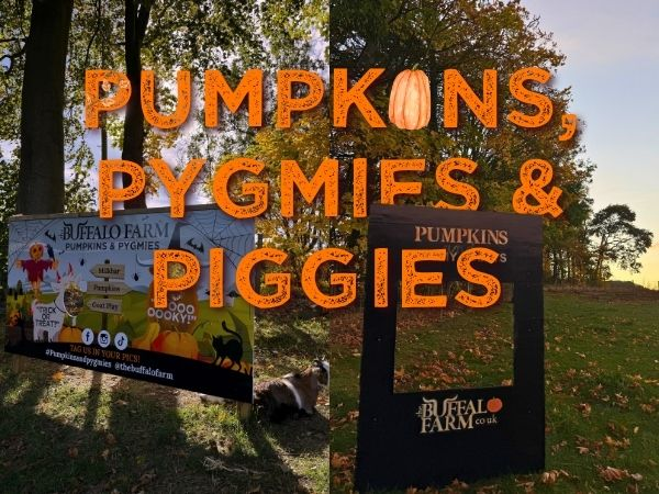 Pumpkins, Pygmies & Piggies - 2026