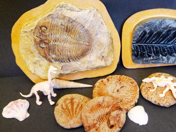 Home Education Day: Fossil Discovery (Wednesday 17th September 2025)