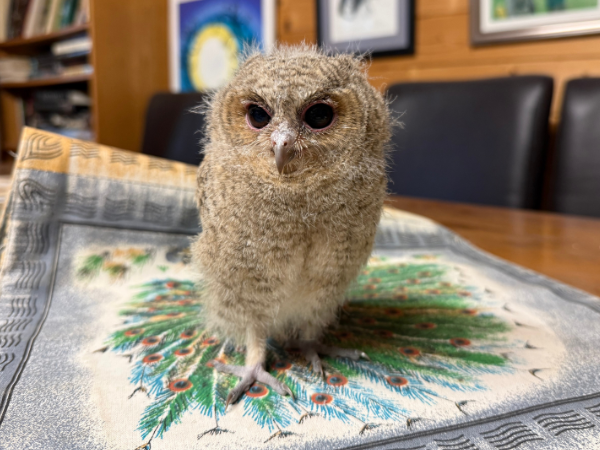 Baby Owl Experience