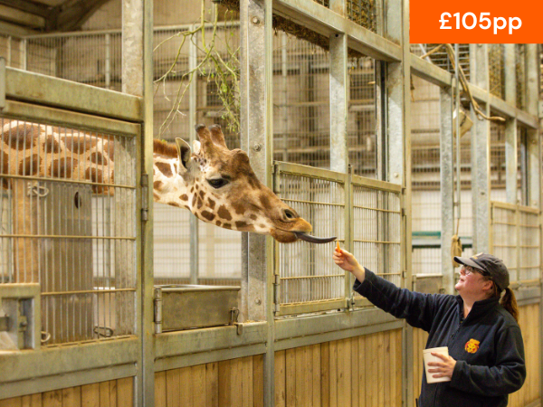 VIP GIRAFFE EXPERIENCE