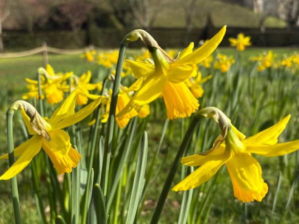 Mothers Day at Arundel Castle Gardens