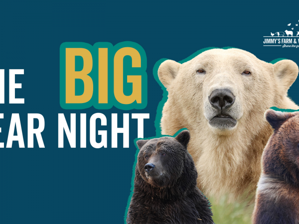 The Big Bear Night