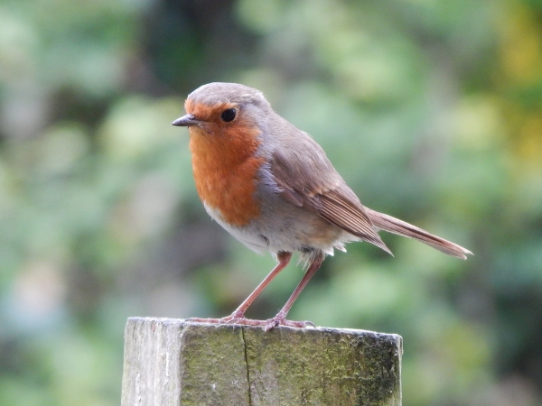 An image of a robin at The Bishop's Palace