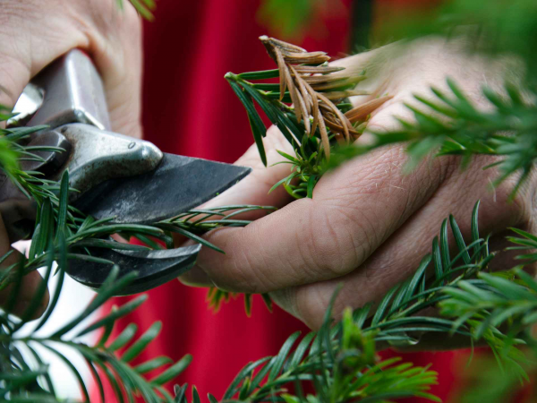 Garden Education - Christmas Workshop