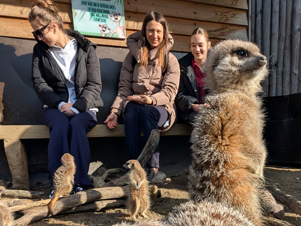 Meerkat Experience