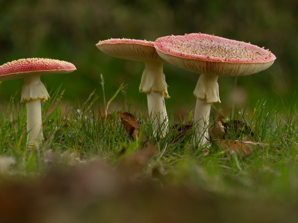 Fungi Foray at Heligan | Guided Mushroom Walk & Fungi Identification