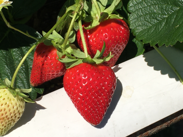 PYO Fruit & Veg