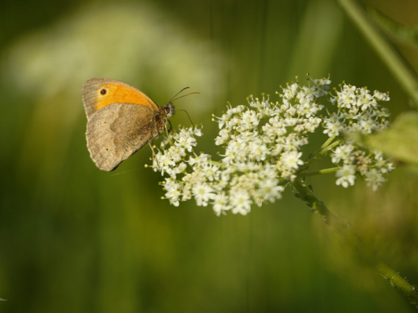 Butterflies and Meadow Life Walk in Haddon Medieval Park