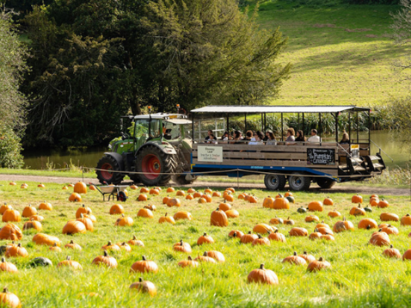Pick-Your-Own Pumpkins and Tractor Rides