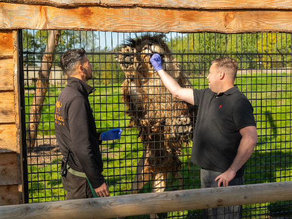 Big Cat Encounter