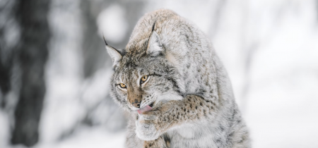 Living with Lynx: Sharing Landscapes with Big Cats, Wolves and Bears