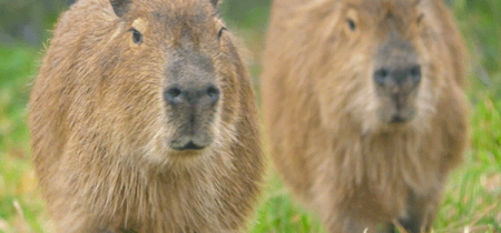 Capybara Encounter