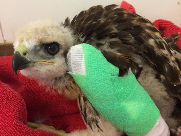 Emergency Animal First Aid Workshop, West Midland Safari Park