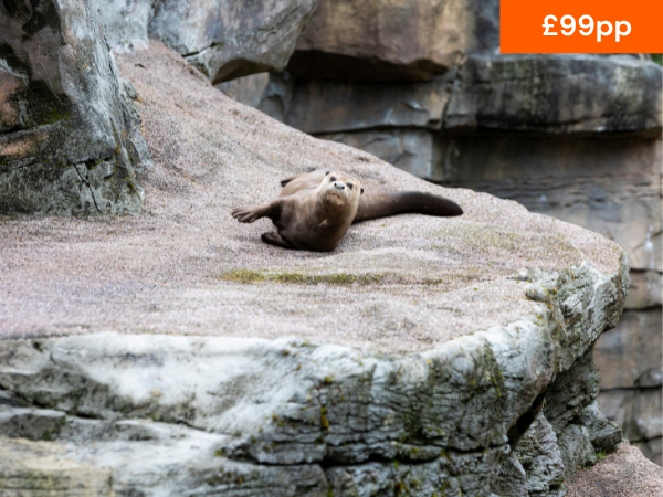 VIP GIANT OTTER EXPERIENCE