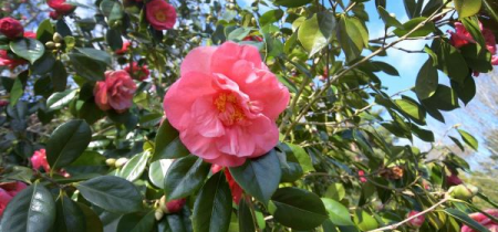 RHS Camellia Lecture Friday 28th February 2025