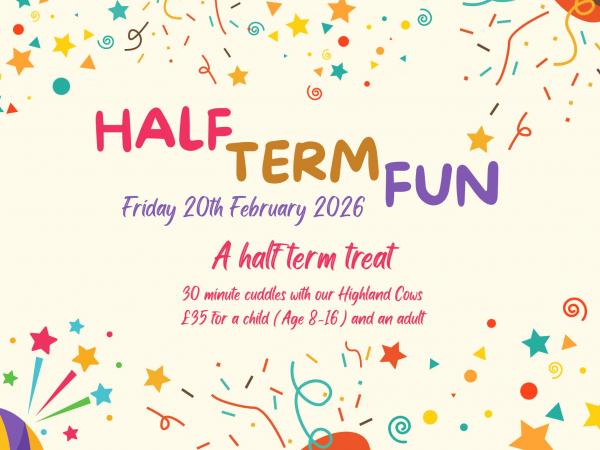 Half Term Cow Cuddles