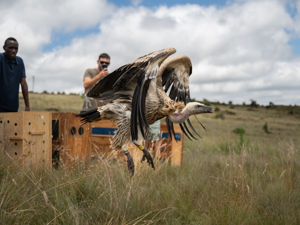 Kerri Wolter: Leading the Fight for Africa’s Vultures with Vulpro