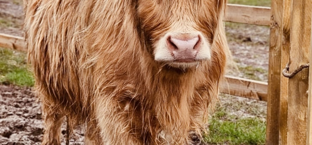 Highland Cow Experience