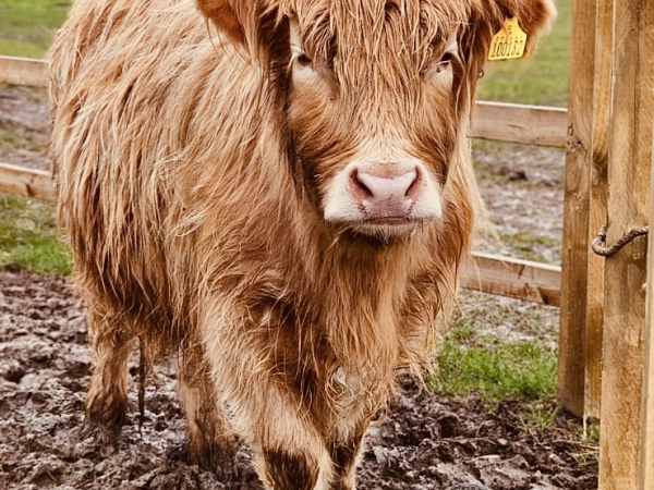 Highland Cow Experience