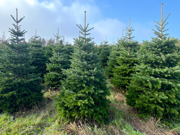 Christmas Tree collection at Heligan