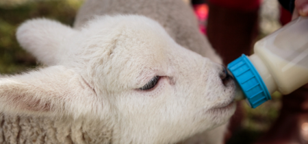 Lamb Feeding - Group of Up to Six People (Adult/Child)