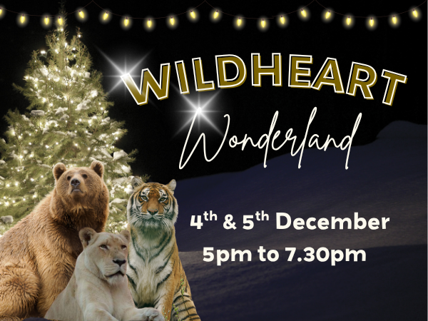 Wildheart Wonderland