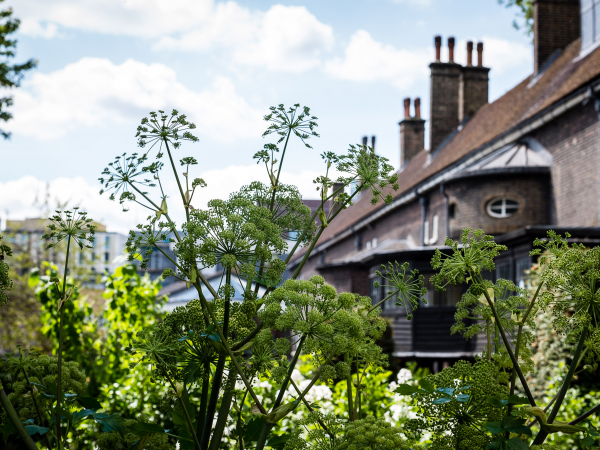 A close up of a plant with the museum buildings in the background