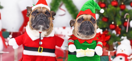 Santa's Grotto - Dog friendly sessions