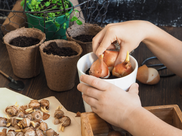 Little Acorns- Bee and Butterfly Spring Bulbs Pot at Yarnton