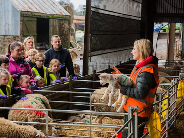 Lambing Experience