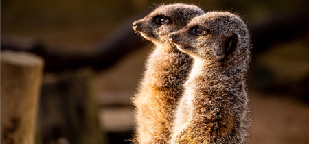 Meerkat Encounter