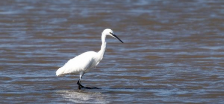 Shorelife Celebration: Wildlife Photography Workshop (Castle Espie)