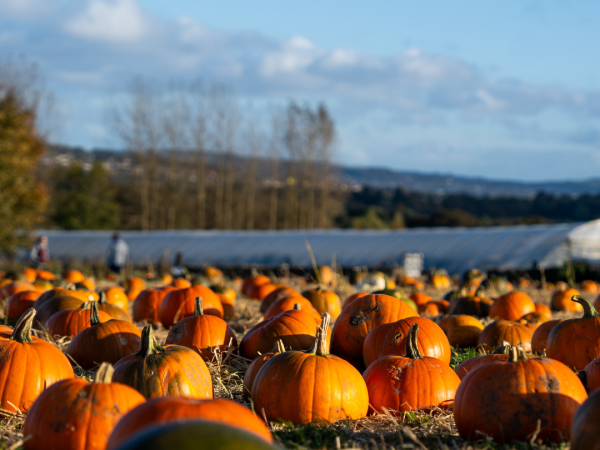 Pumpkin Festival (Set Dates)