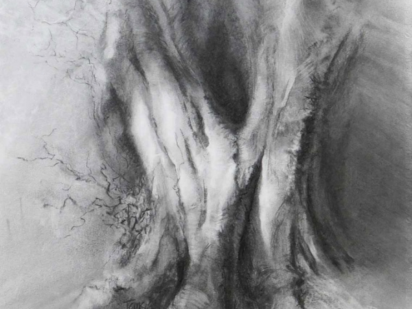 Drawing Ancient Trees Workshop with Tansy Lee Moir