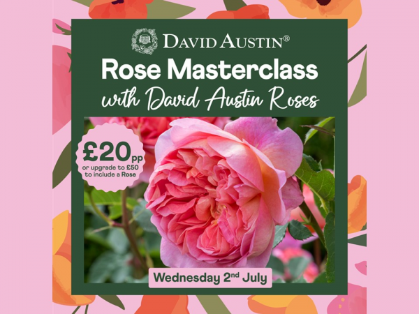 Rose Masterclass with David Austin Roses - Wednesday 2nd July