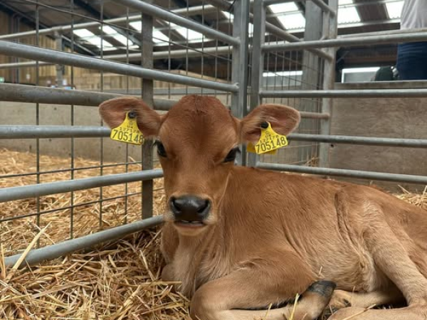Calf Care Experience