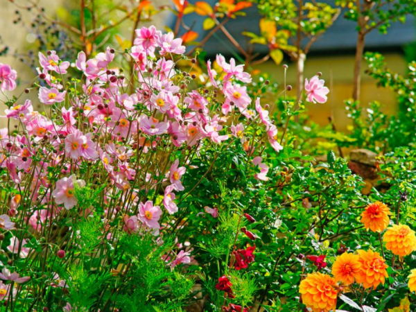 Autumn Perennials – ‘The Princes of the Gardening Year’